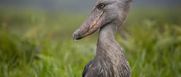 1 Day Lake Victoria Mabamba Swamp birding tour with shoebill search and Equator Island Visit