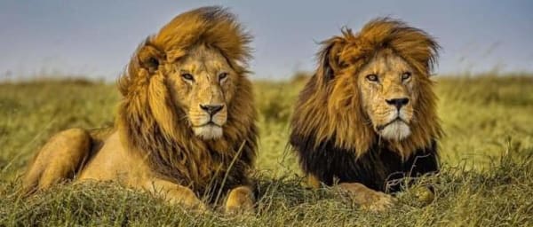 6-Day Tanzania Safari through Tarangire, Serengeti and Ngorongoro