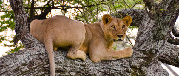 1-Day Tarangire National Park Safari with Elephants and Baobabs