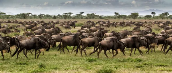 4-Day Serengeti Great Migration Safari from Arusha with Big Five
