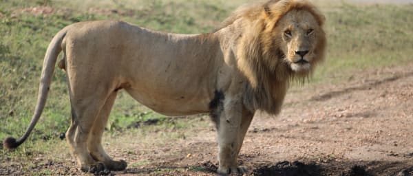 3-Day Maasai Mara Safari from Nairobi with Great Rift Valley Views