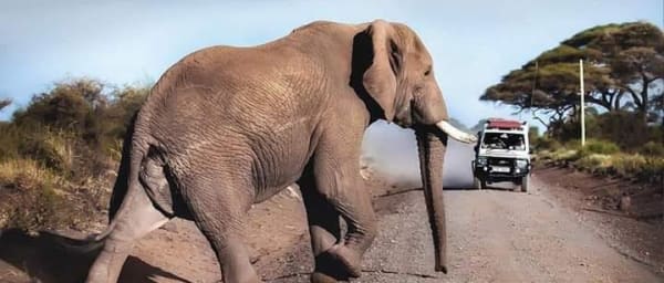 2-Day Amboseli Wildlife Safari from Nairobi with Mt. Kilimanjaro Views