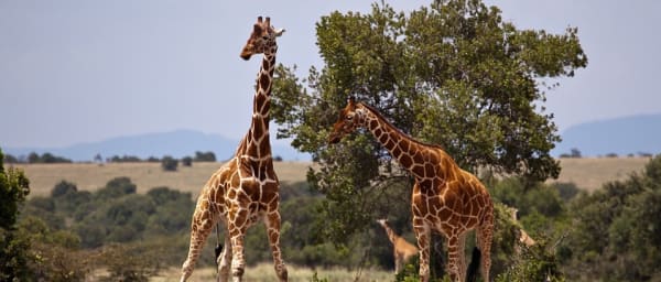 3-Day Samburu National Reserve Safari with the Samburu Five