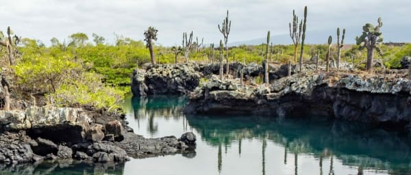 Full-Day Los Tuneles Snorkelling Tour in Isabela from Puerto Villamil