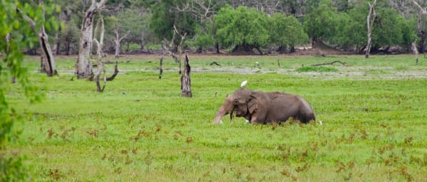 2-Day Galle and Yala National Park Tour with River and Jeep Safaris