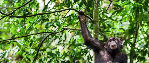 4-Day Rwanda and Uganda Gorilla Safari with Golden Monkey Trek