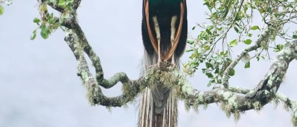 3-Day Yala National Park Wildlife Safari with Galle Fort Visit