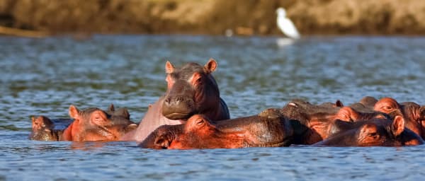 Full-Day Hell's Gate National Park Tour from Nairobi with horseback safari