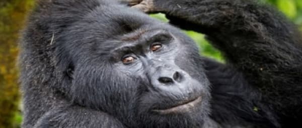 12-Day Uganda Wildlife Safari with Gorilla, Chimp and Rhino Tracking