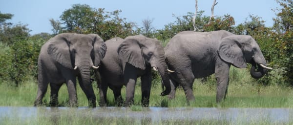 1-Day Chobe Wildlife Safari from Kasane with River Cruise