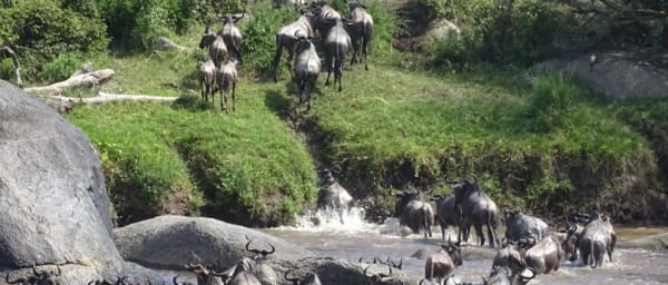 3-Day Masai Mara Budget Safari from Nairobi with Miti Mingi Camp