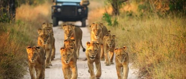 8-Day South-Eastern Africa Hidden Gems Tour with Kruger and Maputo