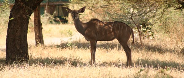 5-Day Ruaha National Park Safari with Nature Walk from Iringa