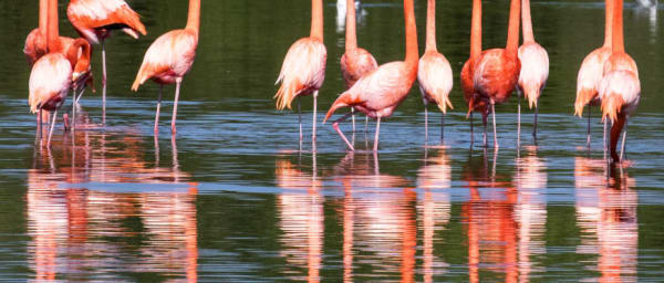 1-Day Lake Manyara National Park Safari from Arusha or Moshi