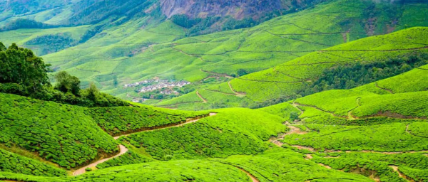 10-Hour Munnar Trekking Tour with Meesapulimala and Tea Museum