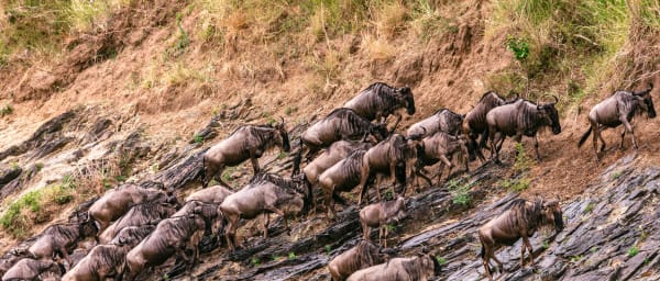 3-Day Masai Mara Safari from Nairobi with Big 5 Game Drives