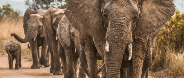 12-Day Kenya and Tanzania Safari with Serengeti and Ngorongoro