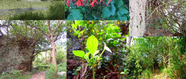 3-Hour Nature Walk in Kaohsiung with Mt. Bànpíng City Views