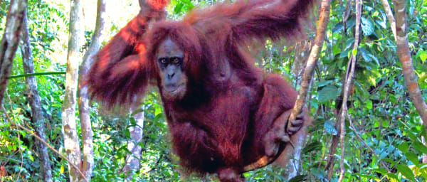 2-Day Bukitlawang Jungle Trekking Tour with Bohorok River Experience