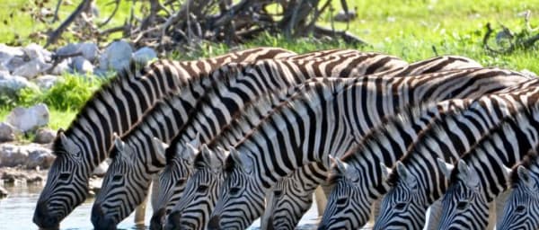 4-Day Kruger National Park Safari from Johannesburg with Panorama Route