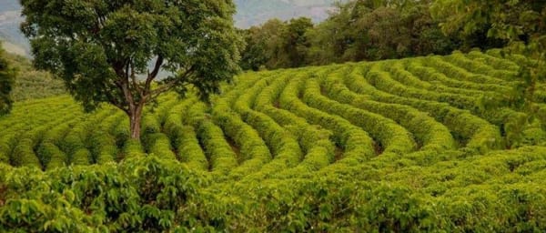 5-Hour Coffee Farm Walking Tour in Usambara with Local Brewing