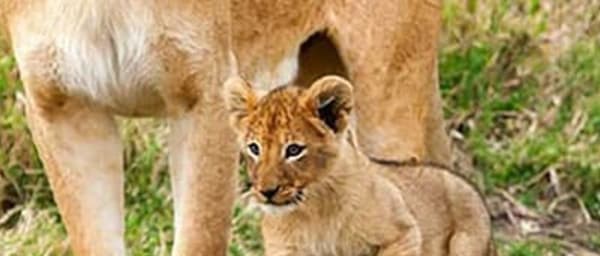 6-Day Tanzania Midrange Safari with Serengeti and Ngorongoro