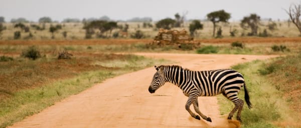 3-Day Amboseli and Tsavo East Wildlife Safari with Big Five Game Drives