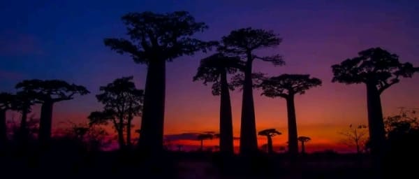 10-Day Madagascar Safari with Tsingy, Baobabs and Lemur Encounters
