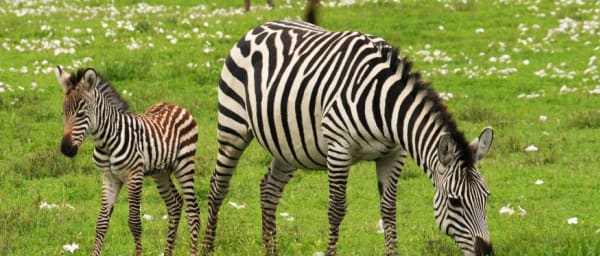 3-Day Serengeti and Ngorongoro Safari with Budget Camping