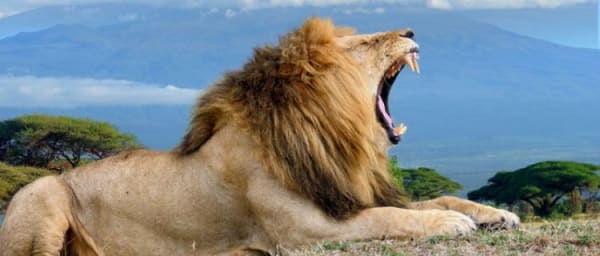 7-Day Kenya Wildlife Safari with Masai Mara, Nakuru and Amboseli