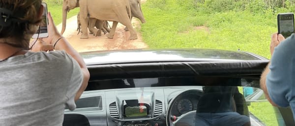 Full-Day Yala National Park Safari from Galle with Leopard Spotting
