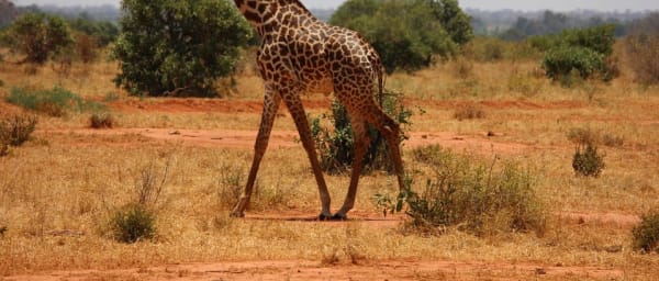 3-Day Tsavo East and Tsavo West Wildlife Safari with Rhino Sanctuary