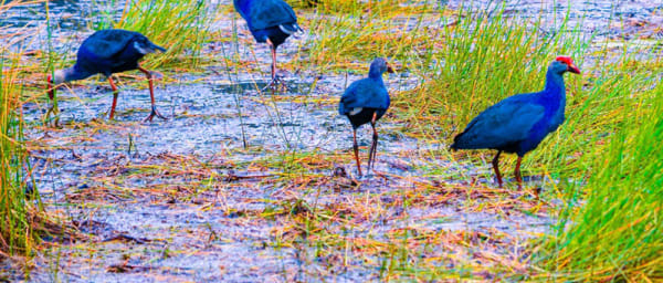 5-Hour Colombo Birdwatching Tour for Families with Endemic Species