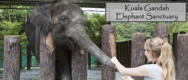 10-Hour Kuala Gandah Elephant Sanctuary Tour from Kuala Lumpur