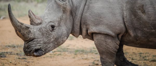 10-Hour Wildlife Tour of Port Elizabeth with Kragga Kamma and Addo