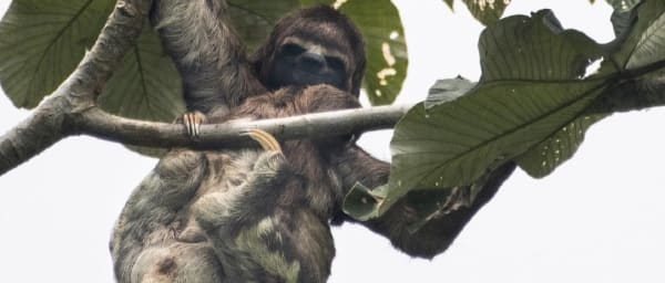 3-Day Amazon Sloth Tour from Manaus with Jungle Camping