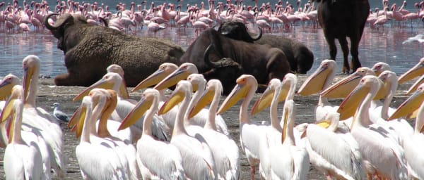 4-Day Masai Mara and Lake Nakuru Wildlife Safari with Big 5