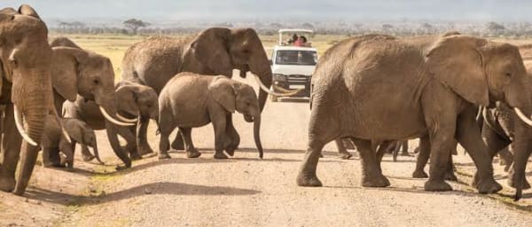 3-Day Amboseli National Park Safari from Nairobi with Kilimanjaro Views