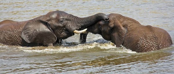 7-Day South Africa Adventure Tour with Kruger and St Lucia