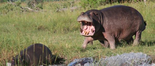 4-Day Mokoro Safari in the Okavango Delta with Island Camping