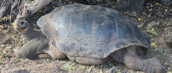 6-Day Galapagos Islands Tour with Santa Cruz and Isabela Adventure