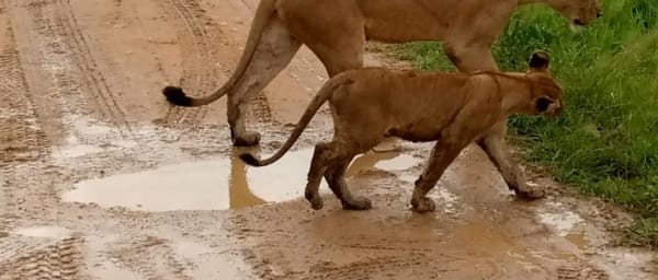 4-Day Selous and Mikumi Safari with Rufiji River Boat Safari