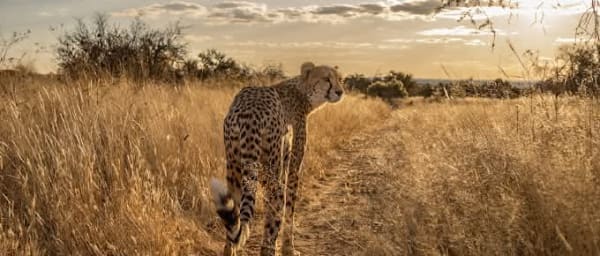 5-Day Namibia Wildlife and Namib Desert Tour with Swakopmund