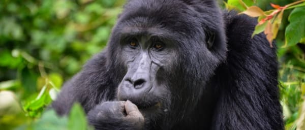 4-Day Gorilla Tracking Tour in Bwindi from Entebbe