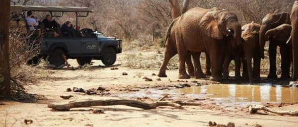 8-Hour Madikwe Game Reserve Safari with Sundown Game Drive