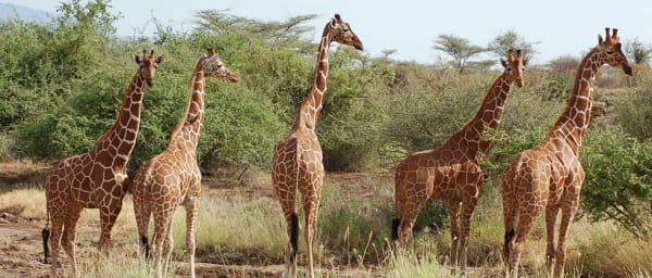 3-Day Samburu Safari from Nairobi with Unique Northern Kenya Wildlife