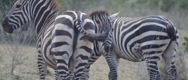 3-Day Wildlife Safari in Ethiopia with Afar Tribes and Crater Stops