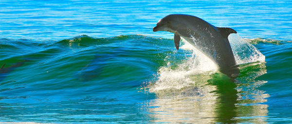 7-Hour Wasini Island Boat Tour with Dolphin Viewing and Snorkelling