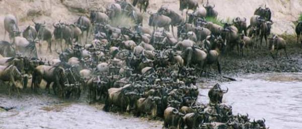 10-Day Great Migration Safari in Tanzania with Mara River crossings