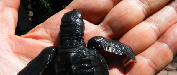 4-Hour Acapulco Horse Riding Tour with Vallarino Turtle Release